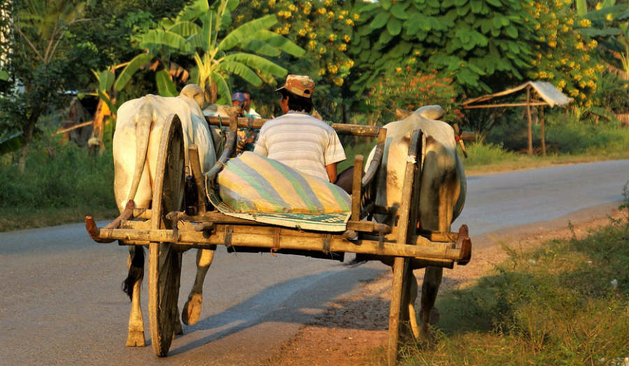 image of man riding on cow trolly