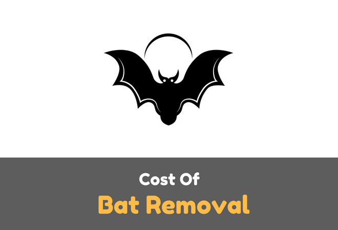 Bat Removal Cost