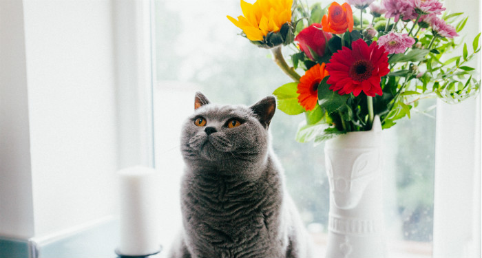 a cat sitting near flowers