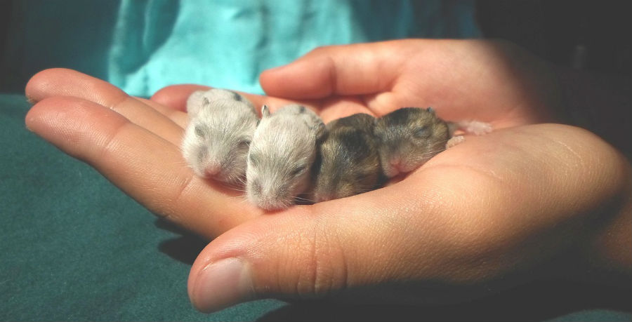 lady holding hamsters babies
